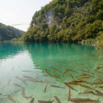 Lacs de Plitvice • <a style="font-size:0.8em;" href="http://www.flickr.com/photos/56388541@N06/20179074630/" target="_blank">View on Flickr</a>