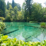 Lacs de Plitvice • <a style="font-size:0.8em;" href="http://www.flickr.com/photos/56388541@N06/20429182126/" target="_blank">View on Flickr</a>