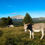 DSC_1960 DSC_1960 • <a style="font-size:0.8em;" href="http://www.flickr.com/photos/56388541@N06/19399189340/" target="_blank">View on Flickr</a>