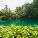 Lacs de Plitvice • <a style="font-size:0.8em;" href="http://www.flickr.com/photos/56388541@N06/19832761074/" target="_blank">View on Flickr</a>