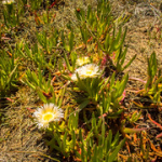 P4300199 P4300199 • <a style="font-size:0.8em;" href="http://www.flickr.com/photos/56388541@N06/33635269503/" target="_blank">View on Flickr</a>