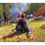 BUSHCRAFT Plateau du COSCIONE BUSHCRAFT Plateau du COSCIONE • <a style="font-size:0.8em;" href="http://www.flickr.com/photos/56388541@N06/26824815346/" target="_blank">View on Flickr</a>