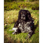 Bushcraft Coscione Bushcraft Coscione • <a style="font-size:0.8em;" href="http://www.flickr.com/photos/56388541@N06/26853724494/" target="_blank">View on Flickr</a>