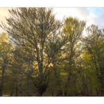 BUSHCRAFT Plateau du COSCIONE BUSHCRAFT Plateau du COSCIONE • <a style="font-size:0.8em;" href="http://www.flickr.com/photos/56388541@N06/26763052872/" target="_blank">View on Flickr</a>