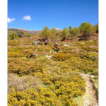 BUSHCRAFT Plateau du COSCIONE BUSHCRAFT Plateau du COSCIONE • <a style="font-size:0.8em;" href="http://www.flickr.com/photos/56388541@N06/26818072626/" target="_blank">View on Flickr</a>