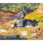 BUSHCRAFT Plateau du COSCIONE BUSHCRAFT Plateau du COSCIONE • <a style="font-size:0.8em;" href="http://www.flickr.com/photos/56388541@N06/26580549520/" target="_blank">View on Flickr</a>