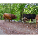 Bushcraft Coscione 2 Bushcraft Coscione 2 • <a style="font-size:0.8em;" href="http://www.flickr.com/photos/56388541@N06/27181712970/" target="_blank">View on Flickr</a>