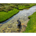 Bushcraft Coscione 2 Bushcraft Coscione 2 • <a style="font-size:0.8em;" href="http://www.flickr.com/photos/56388541@N06/27359044272/" target="_blank">View on Flickr</a>