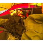 BUSHCRAFT Plateau du COSCIONE BUSHCRAFT Plateau du COSCIONE • <a style="font-size:0.8em;" href="http://www.flickr.com/photos/56388541@N06/26789723081/" target="_blank">View on Flickr</a>