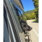 BUSHCRAFT Plateau du COSCIONE BUSHCRAFT Plateau du COSCIONE • <a style="font-size:0.8em;" href="http://www.flickr.com/photos/56388541@N06/26253014114/" target="_blank">View on Flickr</a>