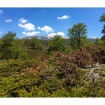 BUSHCRAFT Plateau du COSCIONE BUSHCRAFT Plateau du COSCIONE • <a style="font-size:0.8em;" href="http://www.flickr.com/photos/56388541@N06/26252906524/" target="_blank">View on Flickr</a>