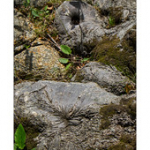 Bushcraft Coscione Bushcraft Coscione • <a style="font-size:0.8em;" href="http://www.flickr.com/photos/56388541@N06/27363928922/" target="_blank">View on Flickr</a>