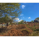 BUSHCRAFT Plateau du COSCIONE BUSHCRAFT Plateau du COSCIONE • <a style="font-size:0.8em;" href="http://www.flickr.com/photos/56388541@N06/26824591246/" target="_blank">View on Flickr</a>