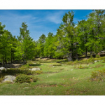 Bushcraft Coscione 2 Bushcraft Coscione 2 • <a style="font-size:0.8em;" href="http://www.flickr.com/photos/56388541@N06/26851375903/" target="_blank">View on Flickr</a>