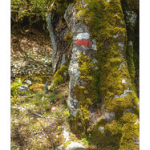 BUSHCRAFT Plateau du COSCIONE BUSHCRAFT Plateau du COSCIONE • <a style="font-size:0.8em;" href="http://www.flickr.com/photos/56388541@N06/26852581985/" target="_blank">View on Flickr</a>