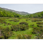 Bushcraft Coscione 2 Bushcraft Coscione 2 • <a style="font-size:0.8em;" href="http://www.flickr.com/photos/56388541@N06/26851410913/" target="_blank">View on Flickr</a>