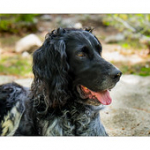 Bushcraft Coscione 2 Bushcraft Coscione 2 • <a style="font-size:0.8em;" href="http://www.flickr.com/photos/56388541@N06/27182032440/" target="_blank">View on Flickr</a>