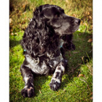 Bushcraft Coscione Bushcraft Coscione • <a style="font-size:0.8em;" href="http://www.flickr.com/photos/56388541@N06/27428512026/" target="_blank">View on Flickr</a>