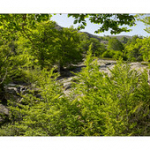 Bushcraft Coscione Bushcraft Coscione • <a style="font-size:0.8em;" href="http://www.flickr.com/photos/56388541@N06/27463057795/" target="_blank">View on Flickr</a>