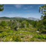 Bushcraft Coscione 2 Bushcraft Coscione 2 • <a style="font-size:0.8em;" href="http://www.flickr.com/photos/56388541@N06/27424242636/" target="_blank">View on Flickr</a>