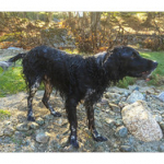 BUSHCRAFT Plateau du COSCIONE BUSHCRAFT Plateau du COSCIONE • <a style="font-size:0.8em;" href="http://www.flickr.com/photos/56388541@N06/26250895354/" target="_blank">View on Flickr</a>