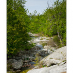 Bushcraft Coscione 2 Bushcraft Coscione 2 • <a style="font-size:0.8em;" href="http://www.flickr.com/photos/56388541@N06/27459017945/" target="_blank">View on Flickr</a>