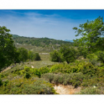 Bushcraft Coscione 2 Bushcraft Coscione 2 • <a style="font-size:0.8em;" href="http://www.flickr.com/photos/56388541@N06/27181811250/" target="_blank">View on Flickr</a>