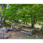 Bushcraft Coscione 2 Bushcraft Coscione 2 • <a style="font-size:0.8em;" href="http://www.flickr.com/photos/56388541@N06/27423880206/" target="_blank">View on Flickr</a>