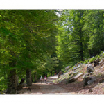 Bushcraft Coscione 2 Bushcraft Coscione 2 • <a style="font-size:0.8em;" href="http://www.flickr.com/photos/56388541@N06/27458304695/" target="_blank">View on Flickr</a>