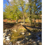 BUSHCRAFT Plateau du COSCIONE BUSHCRAFT Plateau du COSCIONE • <a style="font-size:0.8em;" href="http://www.flickr.com/photos/56388541@N06/26582883280/" target="_blank">View on Flickr</a>