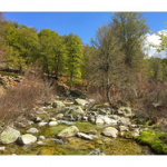 BUSHCRAFT Plateau du COSCIONE BUSHCRAFT Plateau du COSCIONE • <a style="font-size:0.8em;" href="http://www.flickr.com/photos/56388541@N06/26823755216/" target="_blank">View on Flickr</a>