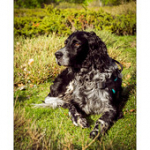 Bushcraft Coscione Bushcraft Coscione • <a style="font-size:0.8em;" href="http://www.flickr.com/photos/56388541@N06/26853703494/" target="_blank">View on Flickr</a>