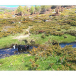 BUSHCRAFT Plateau du COSCIONE BUSHCRAFT Plateau du COSCIONE • <a style="font-size:0.8em;" href="http://www.flickr.com/photos/56388541@N06/26252506134/" target="_blank">View on Flickr</a>