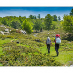 Bushcraft Coscione 2 Bushcraft Coscione 2 • <a style="font-size:0.8em;" href="http://www.flickr.com/photos/56388541@N06/27359082222/" target="_blank">View on Flickr</a>