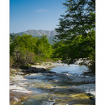 Bushcraft Coscione Bushcraft Coscione • <a style="font-size:0.8em;" href="http://www.flickr.com/photos/56388541@N06/27463244475/" target="_blank">View on Flickr</a>