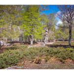 BUSHCRAFT Plateau du COSCIONE BUSHCRAFT Plateau du COSCIONE • <a style="font-size:0.8em;" href="http://www.flickr.com/photos/56388541@N06/26858448715/" target="_blank">View on Flickr</a>