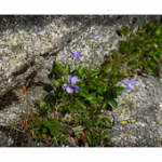 Bushcraft Coscione Bushcraft Coscione • <a style="font-size:0.8em;" href="http://www.flickr.com/photos/56388541@N06/27463360235/" target="_blank">View on Flickr</a>