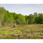 Bushcraft Coscione 2 Bushcraft Coscione 2 • <a style="font-size:0.8em;" href="http://www.flickr.com/photos/56388541@N06/27387575621/" target="_blank">View on Flickr</a>