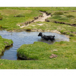 Bushcraft Coscione 2 Bushcraft Coscione 2 • <a style="font-size:0.8em;" href="http://www.flickr.com/photos/56388541@N06/27359153312/" target="_blank">View on Flickr</a>