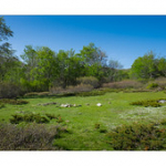 Bushcraft Coscione Bushcraft Coscione • <a style="font-size:0.8em;" href="http://www.flickr.com/photos/56388541@N06/27428913166/" target="_blank">View on Flickr</a>