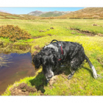 BUSHCRAFT Plateau du COSCIONE BUSHCRAFT Plateau du COSCIONE • <a style="font-size:0.8em;" href="http://www.flickr.com/photos/56388541@N06/26585017840/" target="_blank">View on Flickr</a>