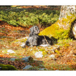 BUSHCRAFT Plateau du COSCIONE BUSHCRAFT Plateau du COSCIONE • <a style="font-size:0.8em;" href="http://www.flickr.com/photos/56388541@N06/26580594510/" target="_blank">View on Flickr</a>