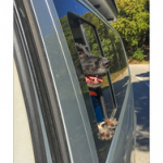 BUSHCRAFT Plateau du COSCIONE BUSHCRAFT Plateau du COSCIONE • <a style="font-size:0.8em;" href="http://www.flickr.com/photos/56388541@N06/26790766011/" target="_blank">View on Flickr</a>