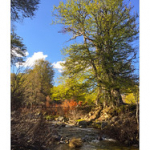 BUSHCRAFT Plateau du COSCIONE BUSHCRAFT Plateau du COSCIONE • <a style="font-size:0.8em;" href="http://www.flickr.com/photos/56388541@N06/26251762993/" target="_blank">View on Flickr</a>