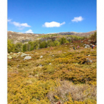 BUSHCRAFT Plateau du COSCIONE BUSHCRAFT Plateau du COSCIONE • <a style="font-size:0.8em;" href="http://www.flickr.com/photos/56388541@N06/26818018446/" target="_blank">View on Flickr</a>