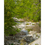 Bushcraft Coscione 2 Bushcraft Coscione 2 • <a style="font-size:0.8em;" href="http://www.flickr.com/photos/56388541@N06/27387387581/" target="_blank">View on Flickr</a>